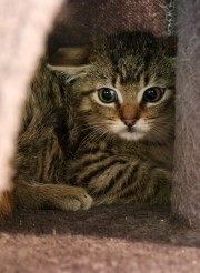 Vermittlung von Katzen in Thüringen - | Tierschutzverein Ilmenau